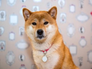 Dogecoin and Shiba Memu (SHMU)– what’s the price outlook?